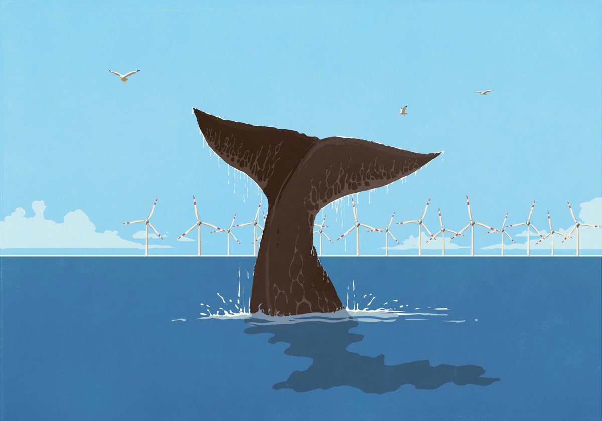 Whale fluke splashing above ocean surface with wind turbines in background