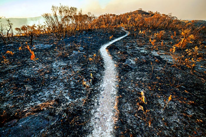 Burnt shrubs