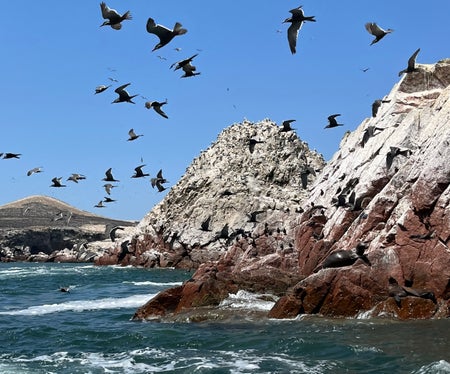 Islands coated in white material with many birds swirling around.
