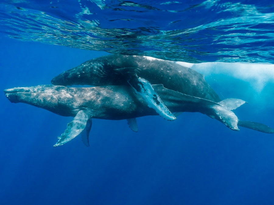 Two male whales having sex