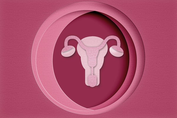 Paper rendering of human uterus