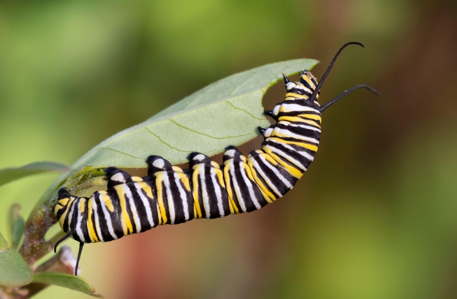 Caterpillar with black, yellow and white stripes eating a leaf
