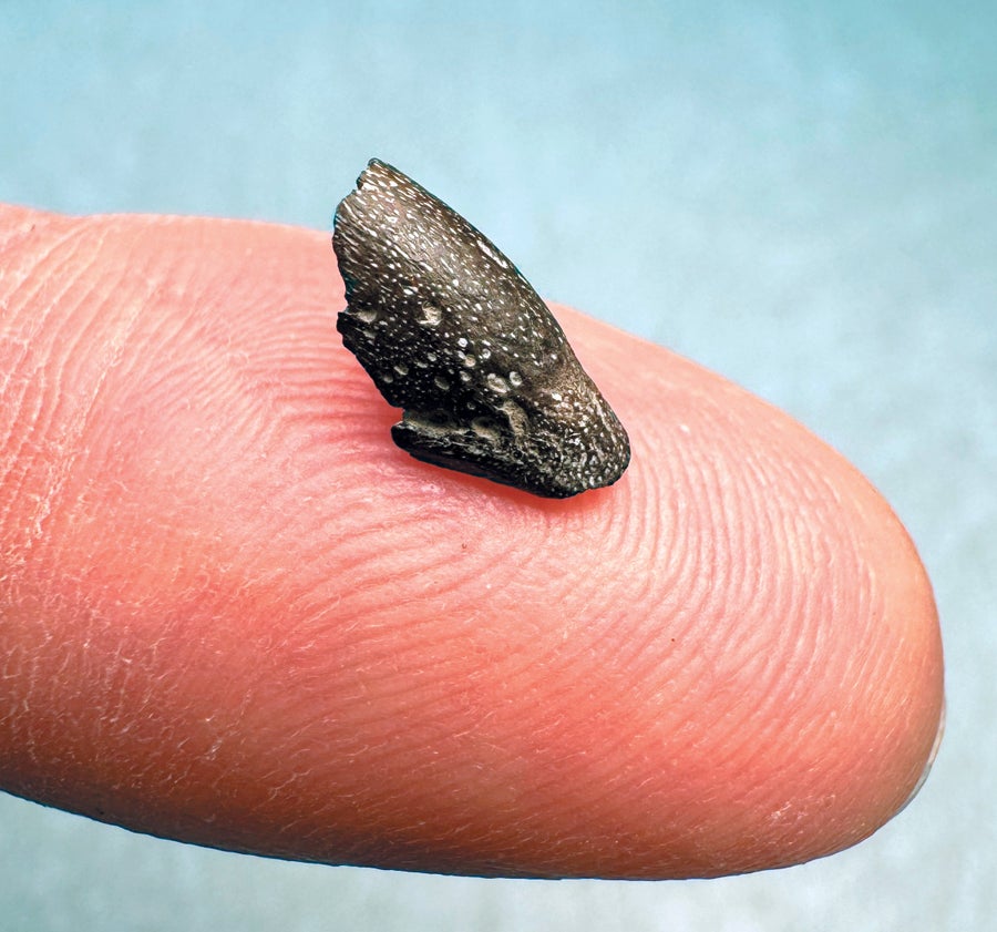 three-dimensionally preserved teeth
