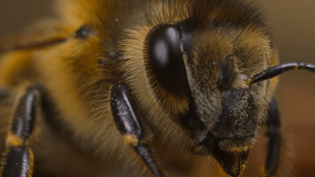 A close up photo of a bee's face. It has hair on its eyeballs.