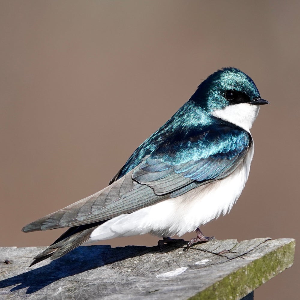 We Are in the Golden Age of Bird-Watching | Scientific American