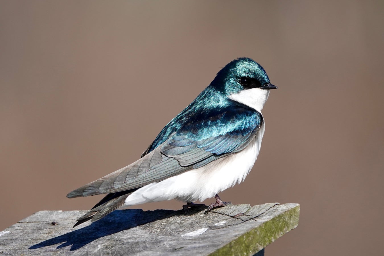 We Are in the Golden Age of Bird-Watching | Scientific American