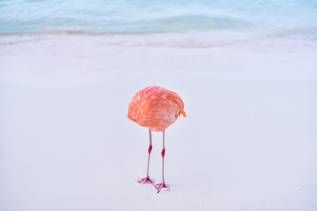 A single pink flamingo with head tucked standing on the sands of a beach