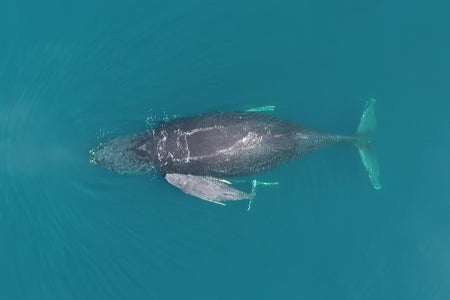 Humpback whale mother and baby