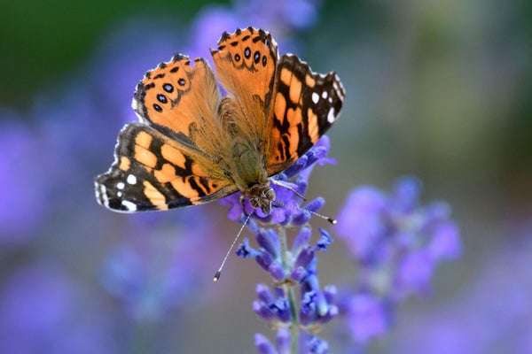 orange butterfly with dark markings on purple flower