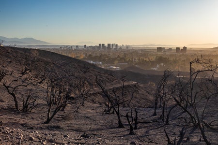 Torched trees on hillside with L.A. skyline