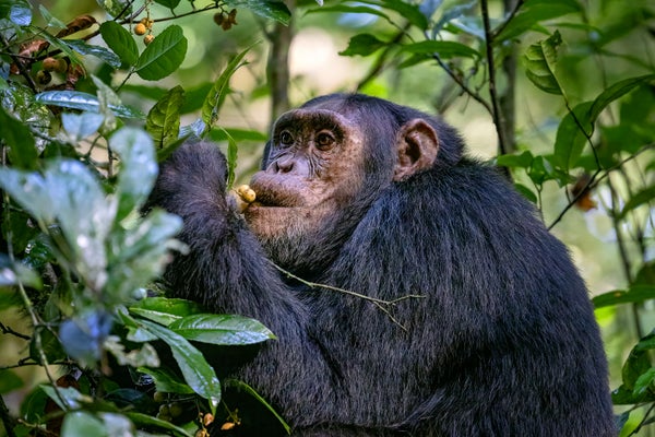 Close up of an adult chimpanzee, pan troglodytes, sitting in a tree, eating fruit in the rainforest of Kibale National Park, Uganda