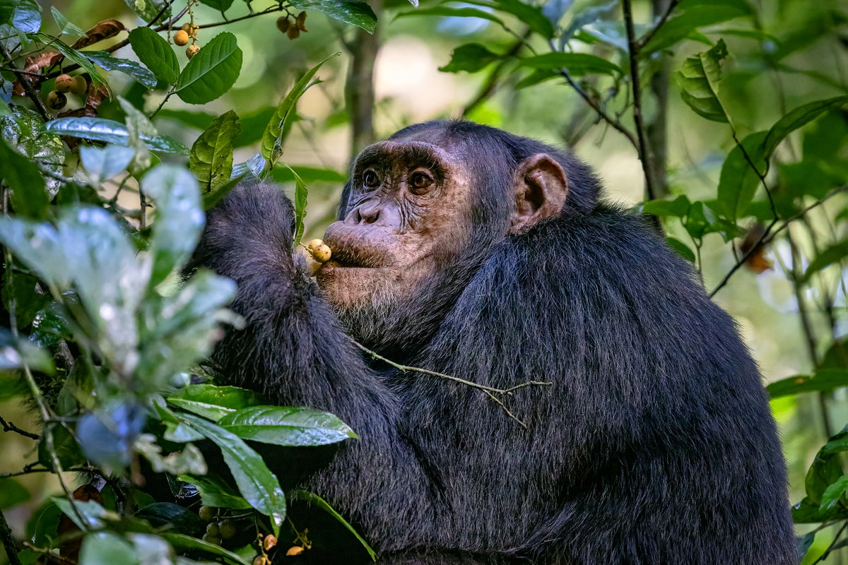 scientificamerican.com - Kate Wong - Chimpanzee Consumption of Boozy Fruit May Illuminate Roots of Humanity's Love of Alcohol