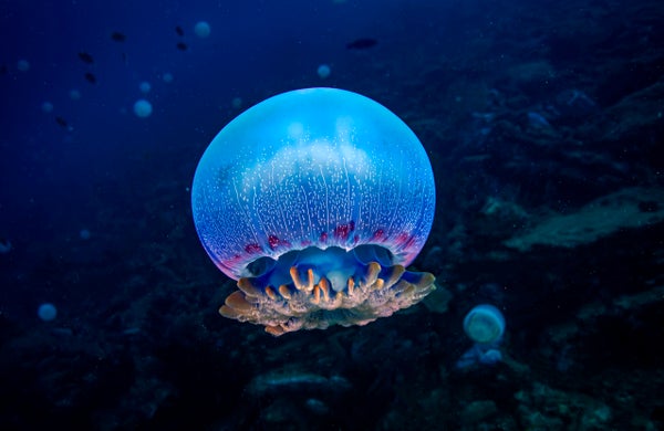 Cannonball jelly (Stomolophus meleagris) agregation