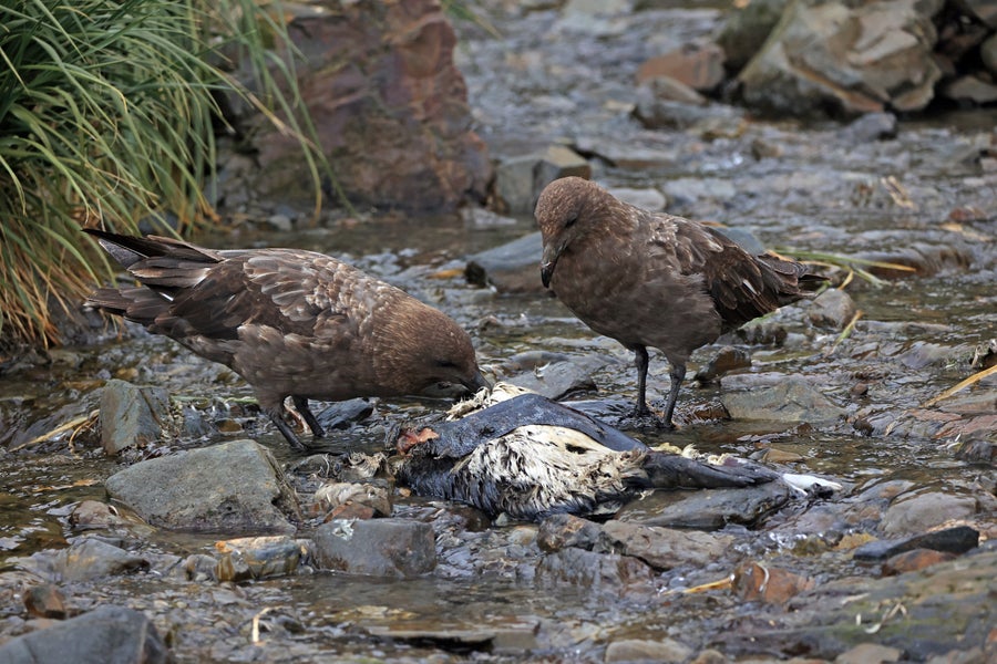 Skuas feeding on carcass