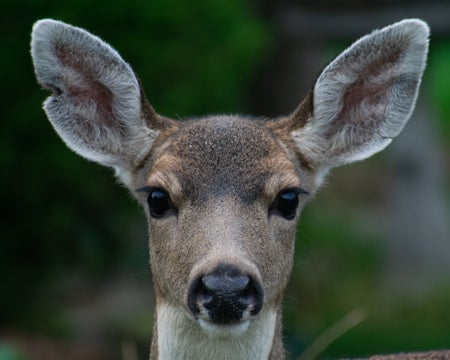 Deer staring straight into camera with dark black eyes and perky ears