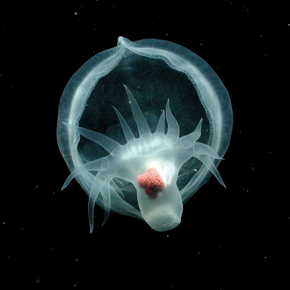 6 Otherworldly Deep-Sea Images from 2025 | Scientific American, image size:1000x1000
