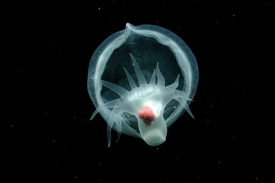 Foto moluska misterius (Bathydevius caudactylus) yang diamati oleh ROVTiburon MBARI di bagian luar Monterey Canyon, menunjukkan sudut dari bawah ke atas pada tudung tembus pandang dan ekornya yang seperti dayung.