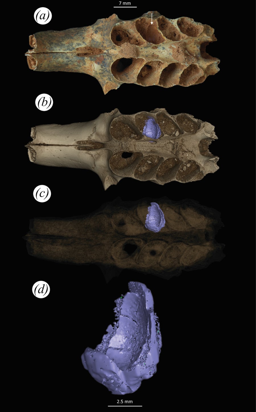 Close-ups of a fossil jawbone and tooth cavities and a purple shape that shows how the brood cells fit in the cavities