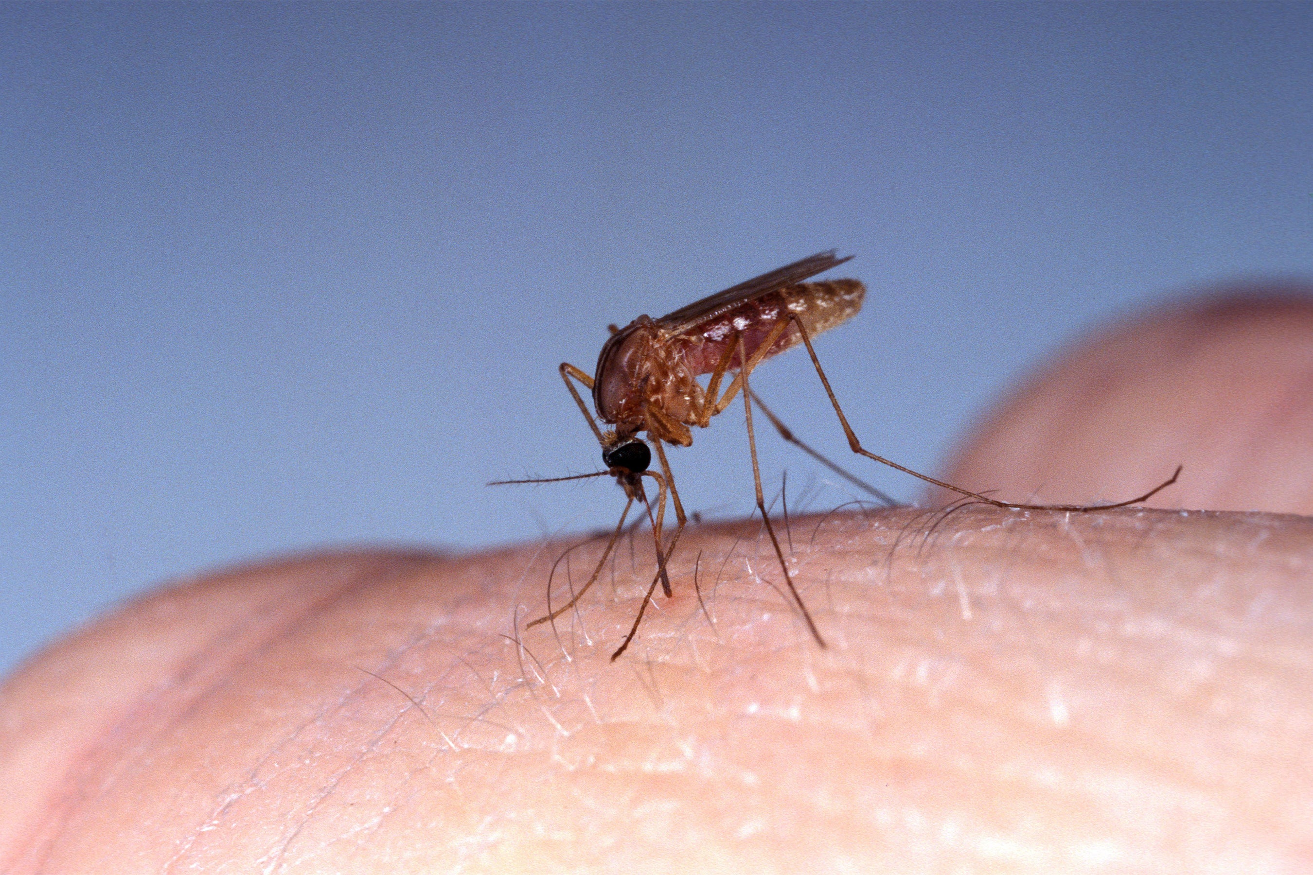 A Culex quinquefasciatus mosquito