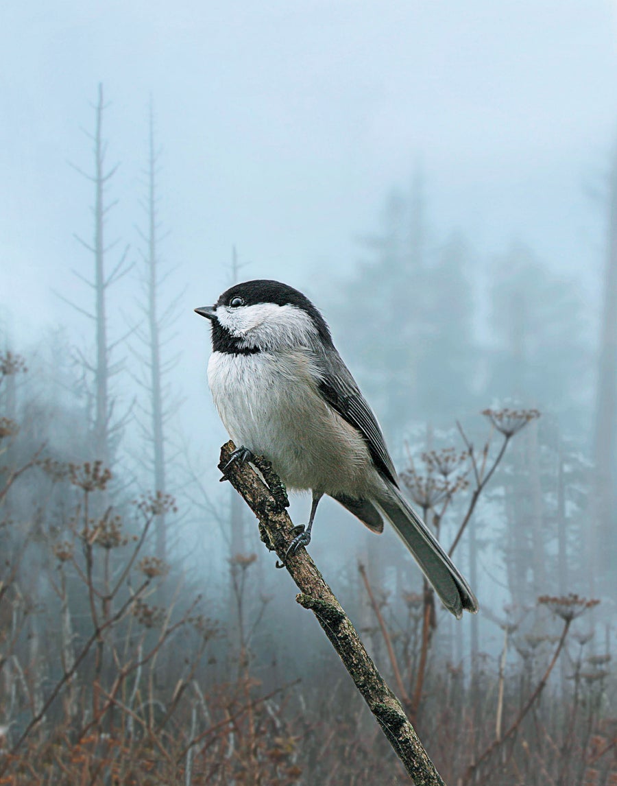 A bird sitting on a branch in a natural setting.