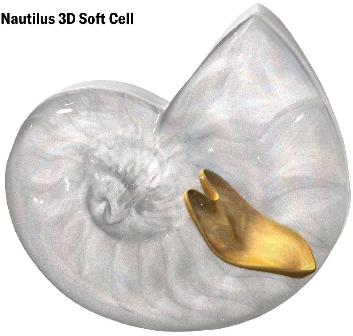 Schematic shows a 3D x-ray view of a nautilus shell, with one 3D soft cell in gold.