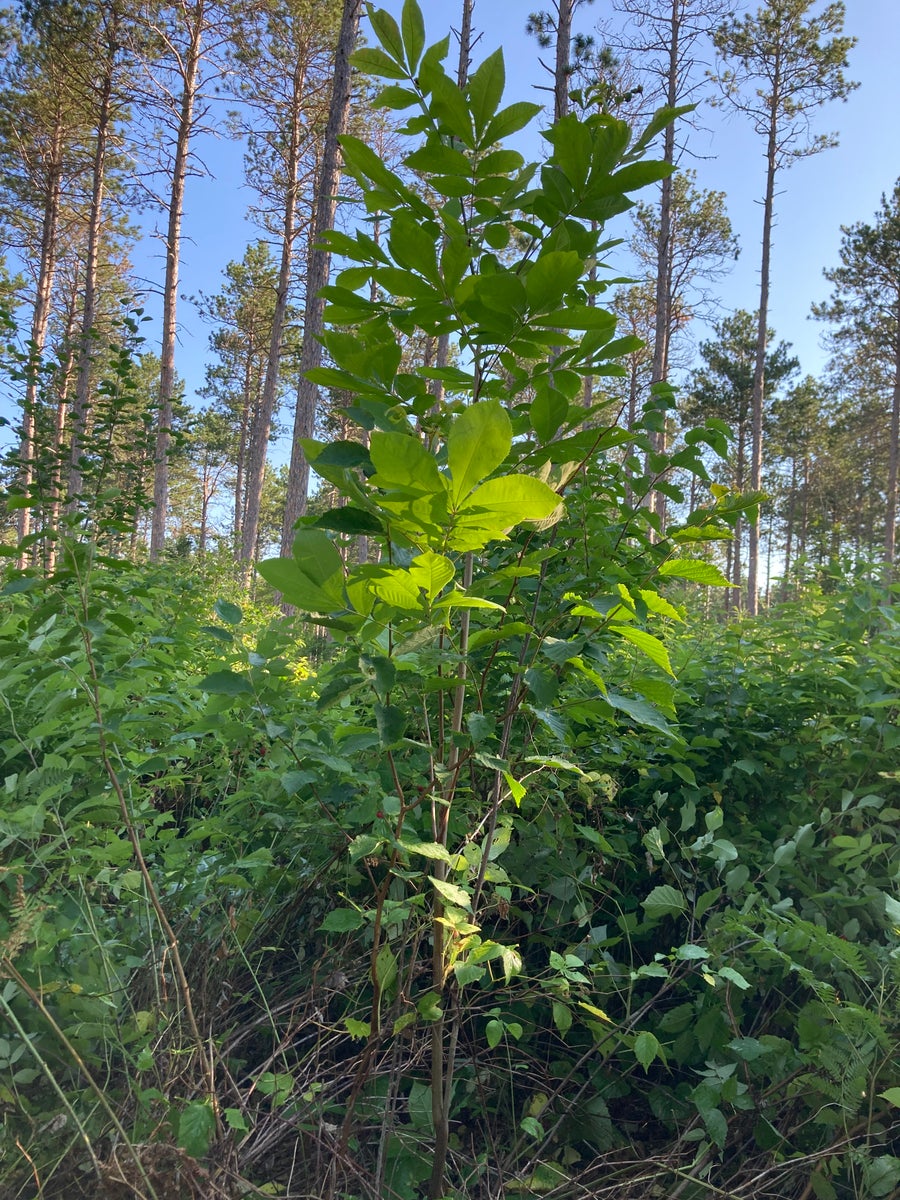 Bitternut hickory plant rising in forest.