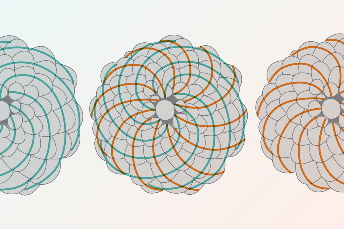 	Graphic shows a pine cone viewed from the bottom and traces the spiraling patterns of the scales in clockwise and counterclockwise directions.