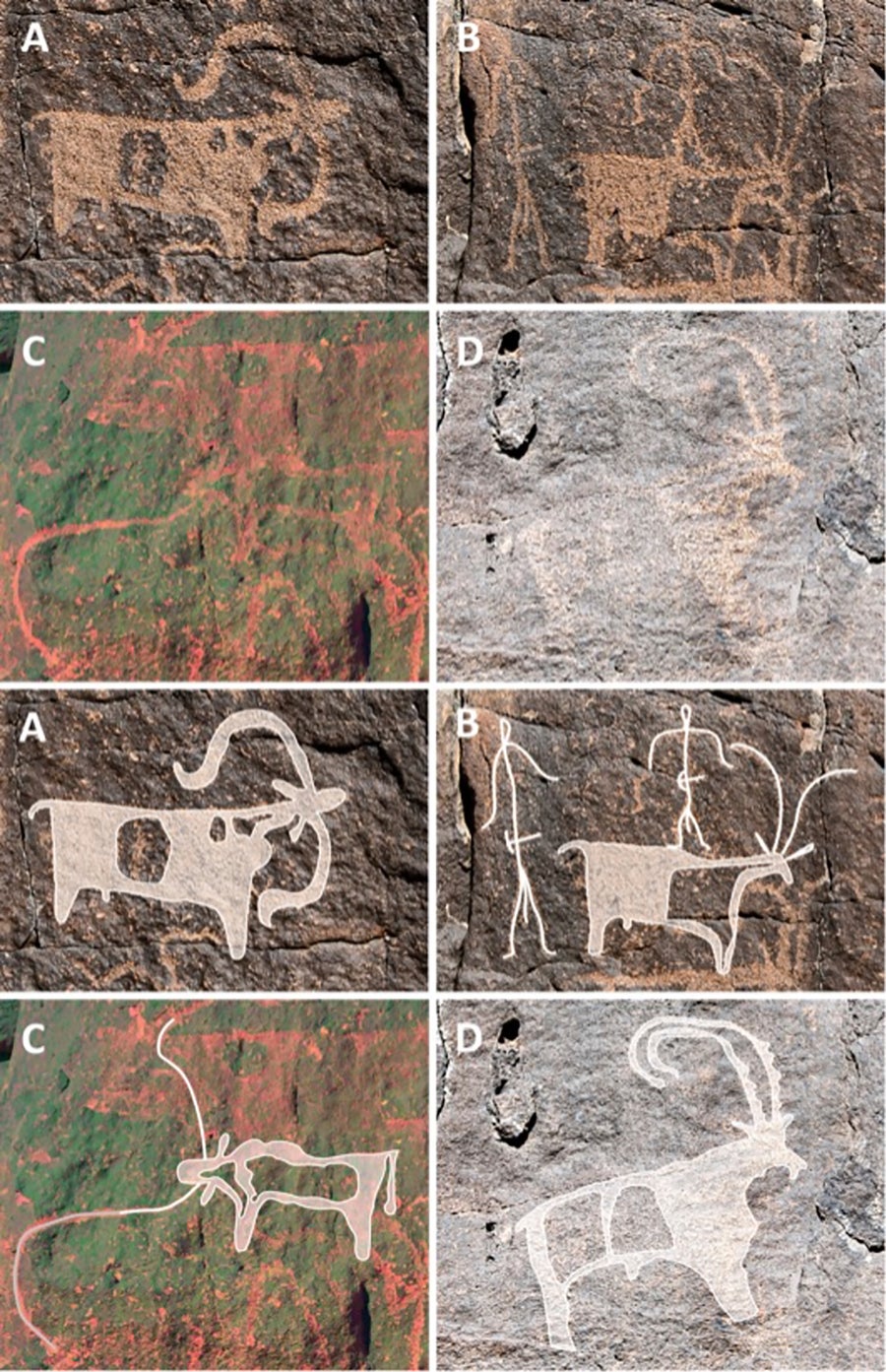 	Grid of 8 rock art drawings of various animals.