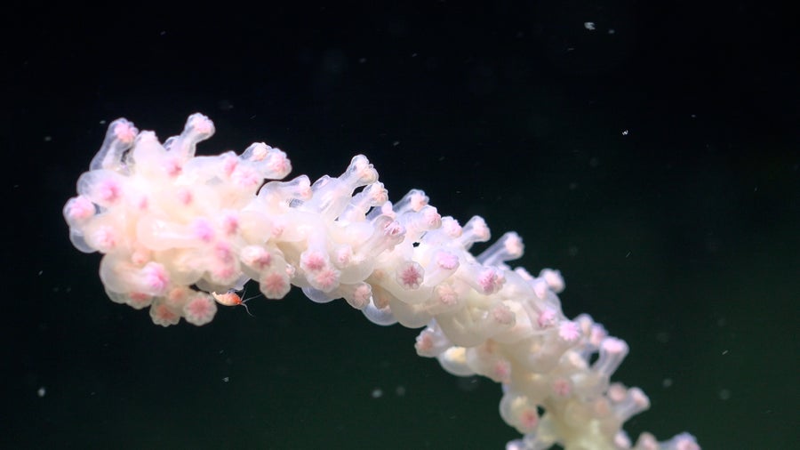 هذه صورة قريبة للسلائل المرجانية على هيكل عظمي مشترك.