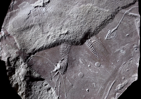 A gray view of fossilized rock with the impression of a leg and foot and scaly tail at the center