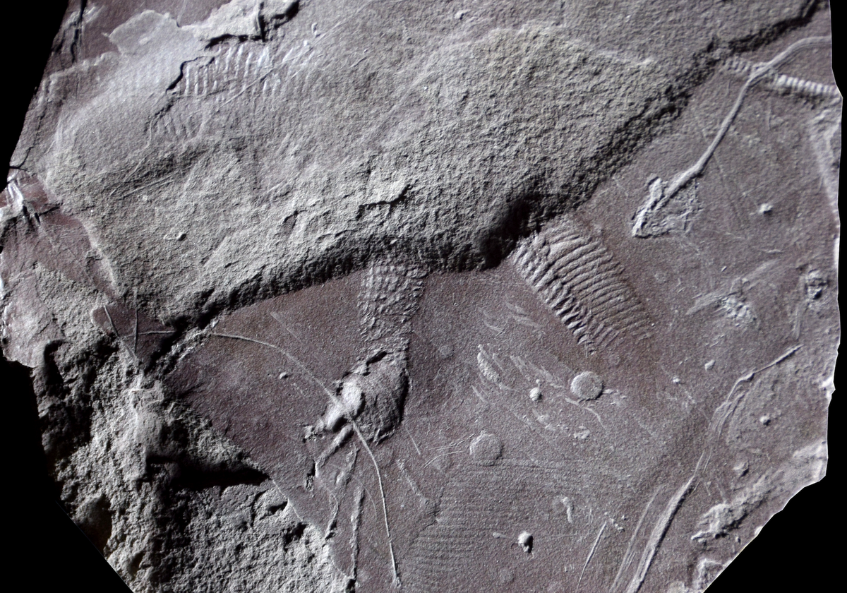 A gray view of fossilized rock with the impression of a leg and foot and scaly tail at the center