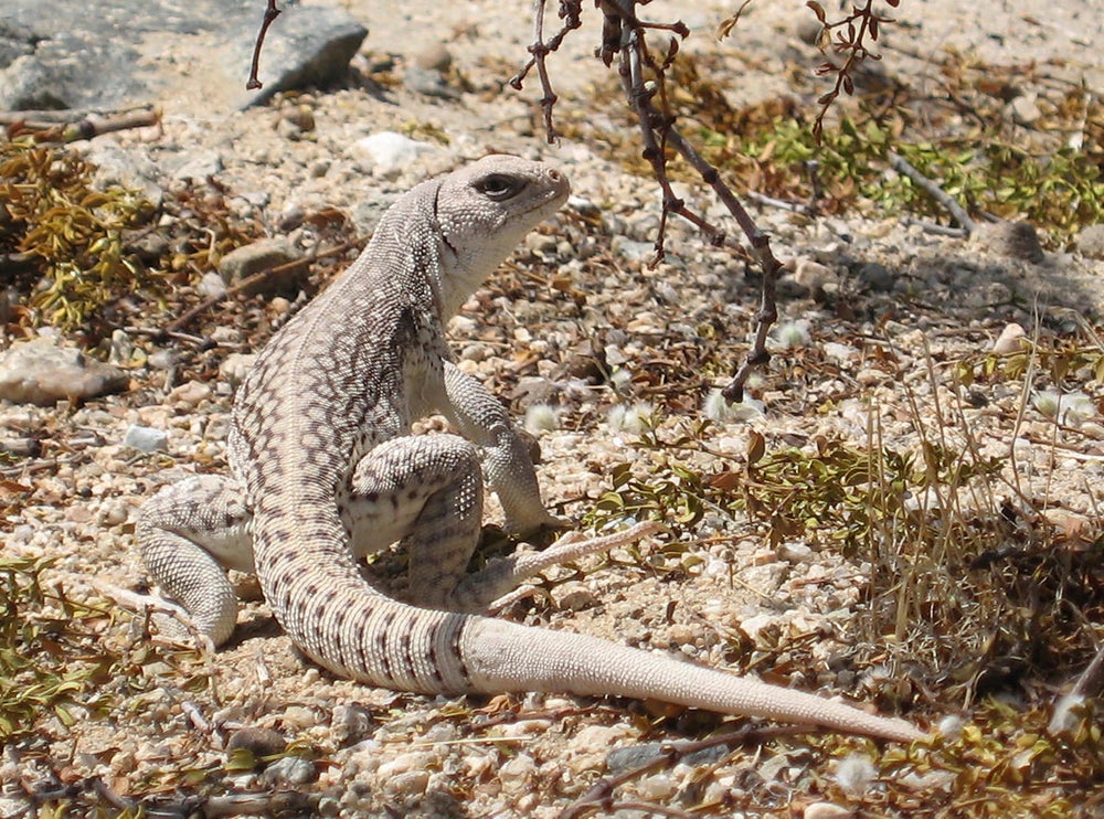 Iguana blanca y tostada