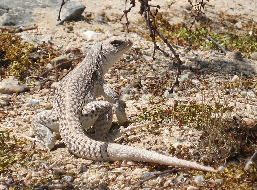 Iguana putih dan tan