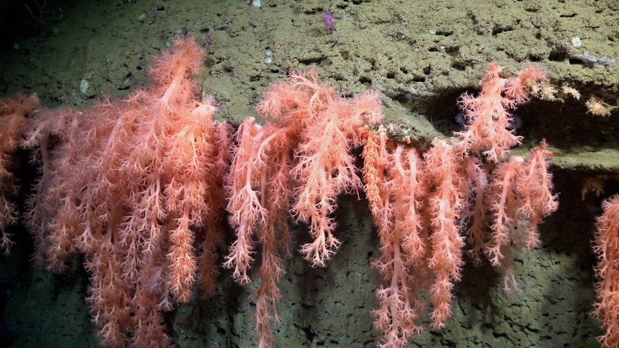 Feathery soft corals hanging from rocky underwater ledge