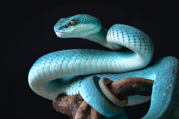 Blue snake colied on branch against black background