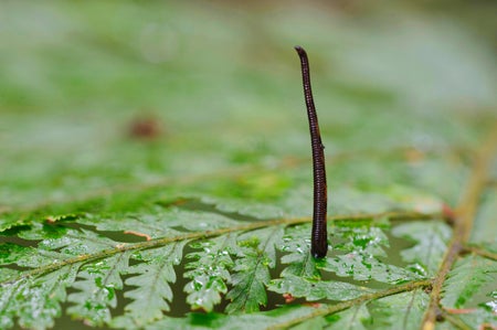 Land Leech (Chtonobdella limbata, Gnatbobdellida libbata), lurching upright on a fern