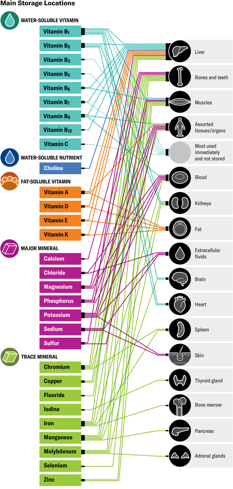 What Vitamins and Minerals Really Do in Your Body | Scientific American