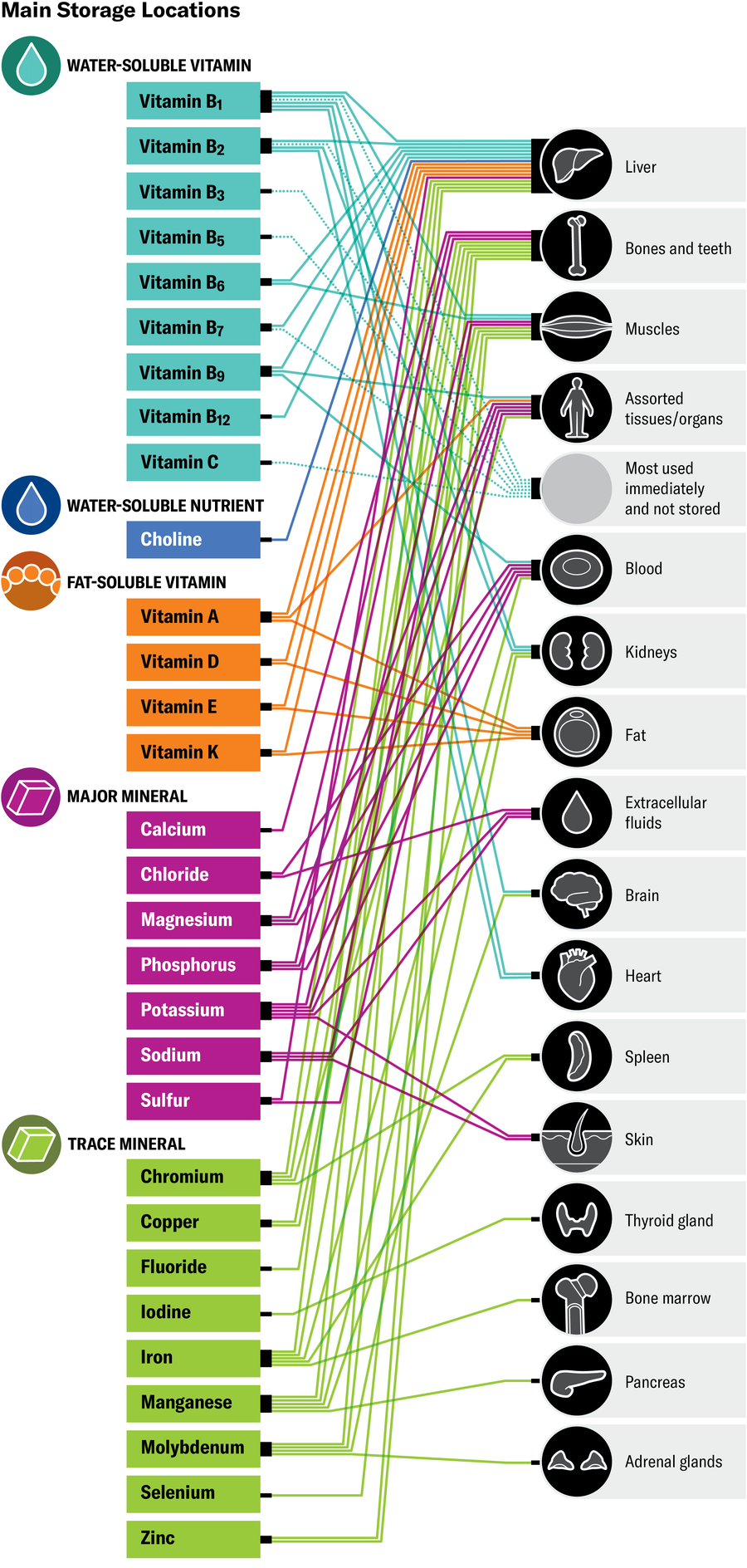 Graphic shows what human body parts different vitamins and minerals are stored in. The liver, bones and teeth, muscles and blood top the list for sheer number of different nutrients they hold for later use.