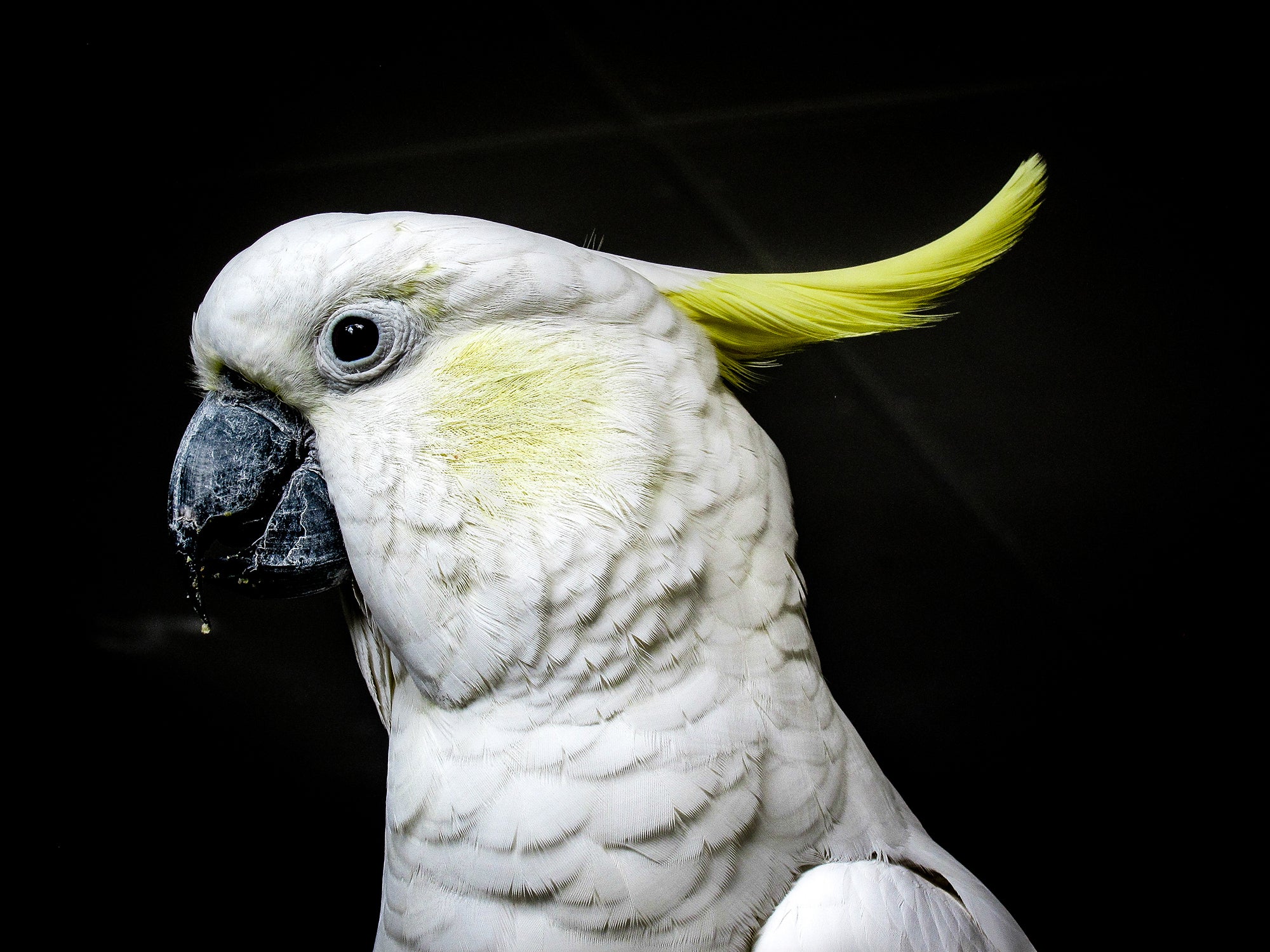 A white bird with yellow crest shown in front of a black backdrop.