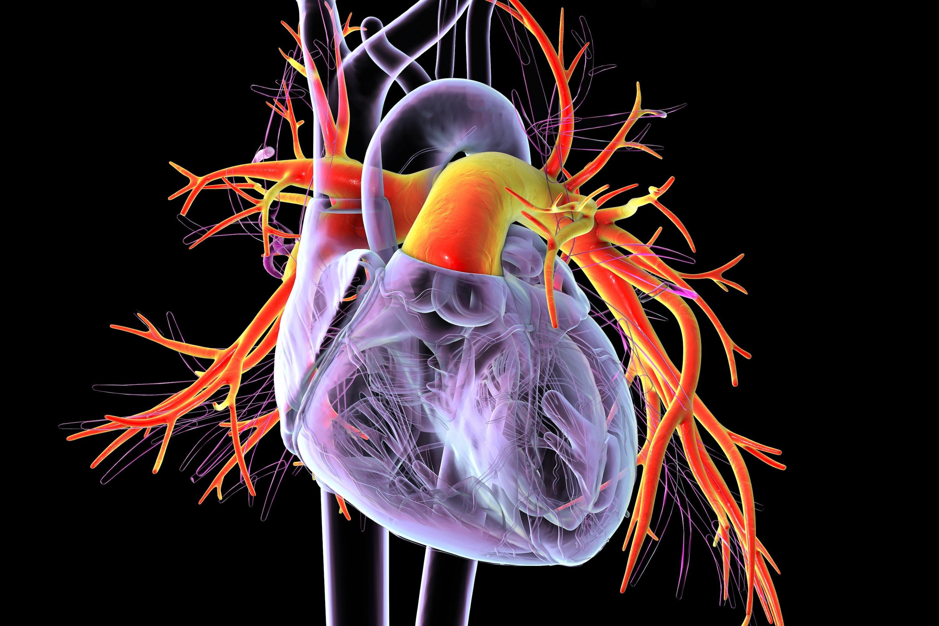 Heart disease | Scientific American