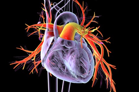 a 3d illustration of a human heart