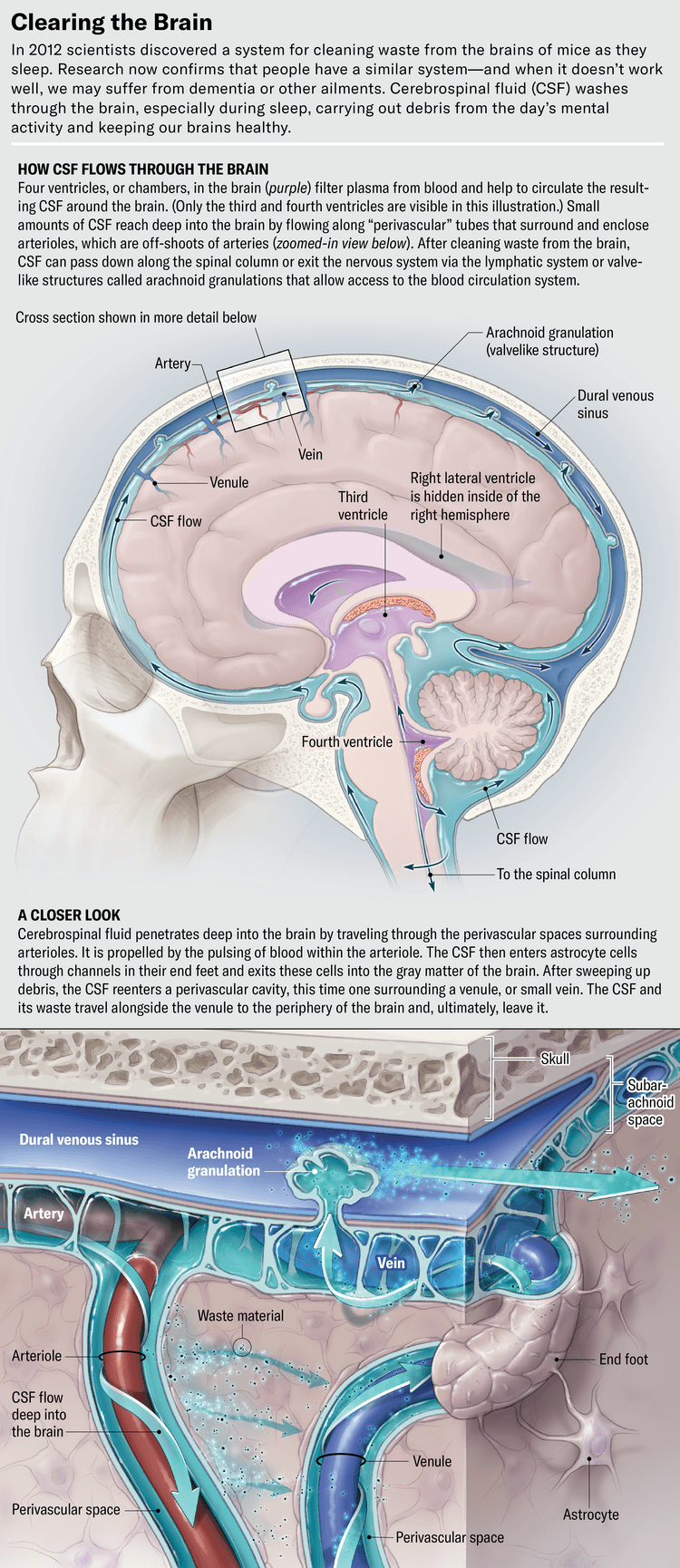How Sleep Cleans the Brain and Keeps You Healthy | Scientific American