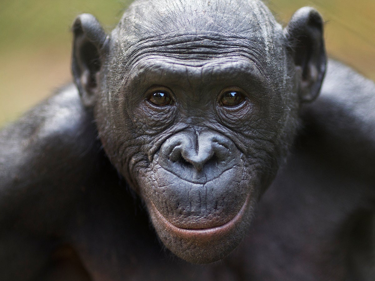 Bonobos Can Tell When a Human Doesn't Know Something | Scientific American, image size:1200x900