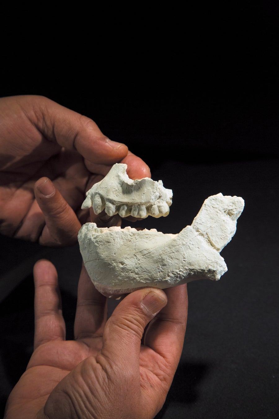 Remains of a jawbone against a black background