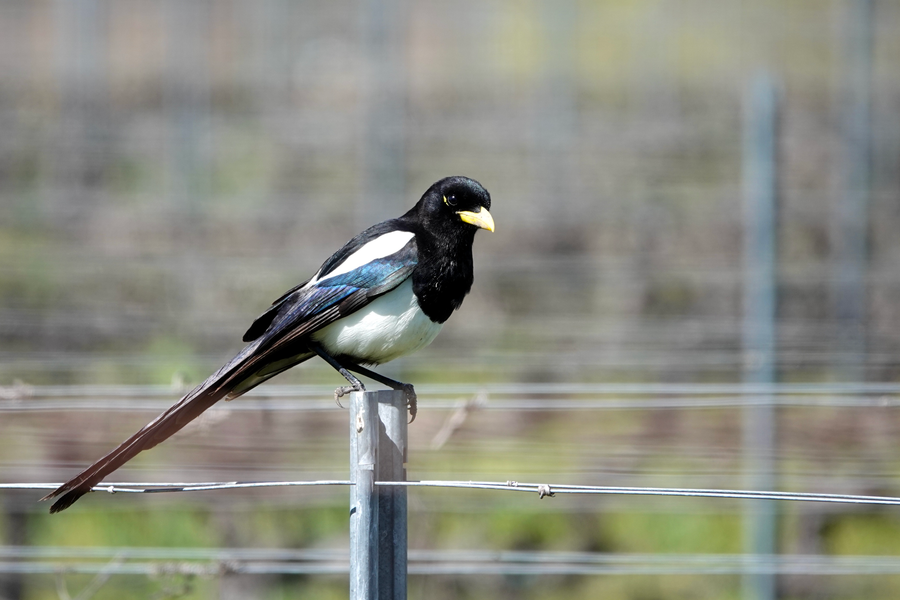Black, white, blue bird with a yellow beak perched on a fence post.