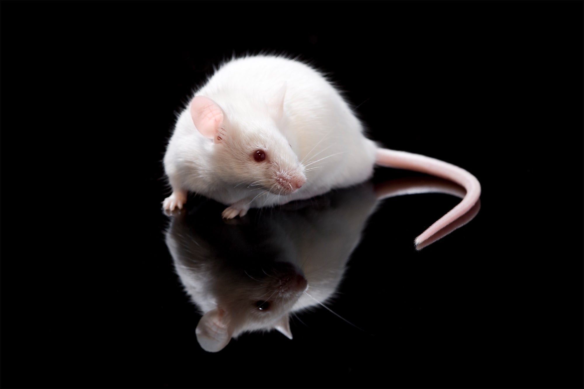 White mouse on a black background and mirrored surface