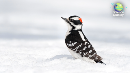 A woodpecker standing on snow.