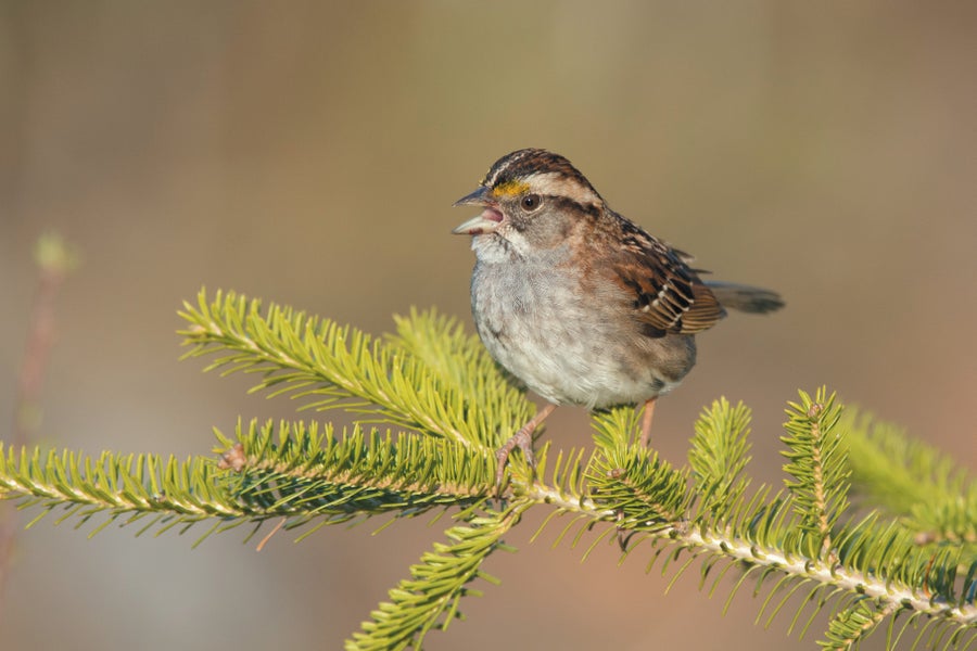 Tan striped white throated sparrow