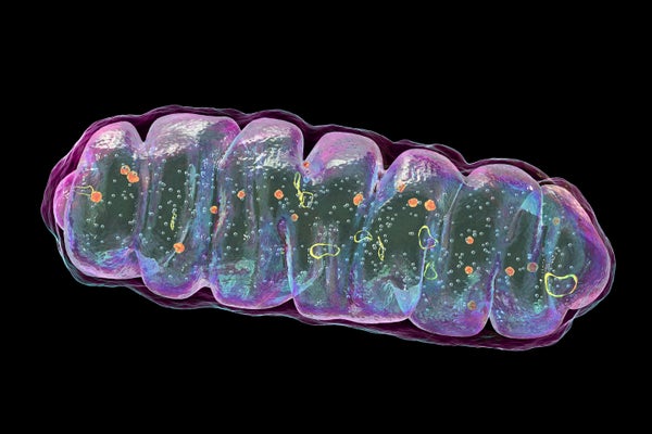 Illustration of a mitochondrion with circular strands of DNA