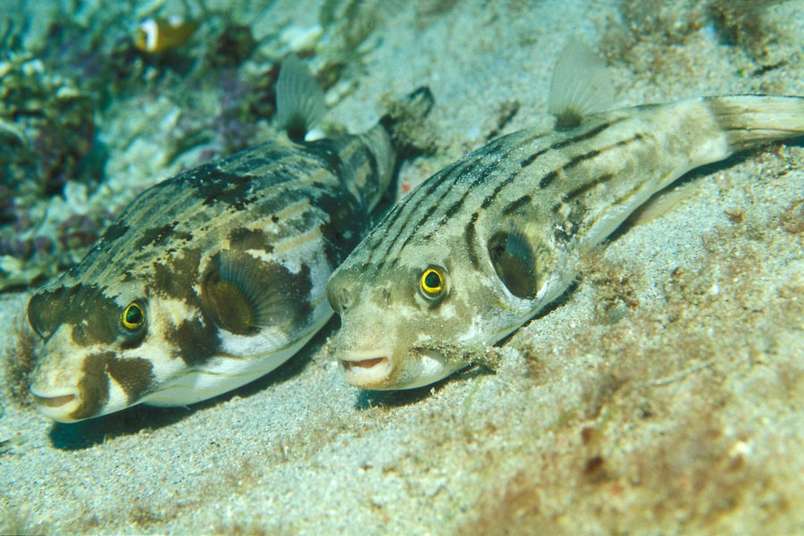 Пар пругастих напухача
